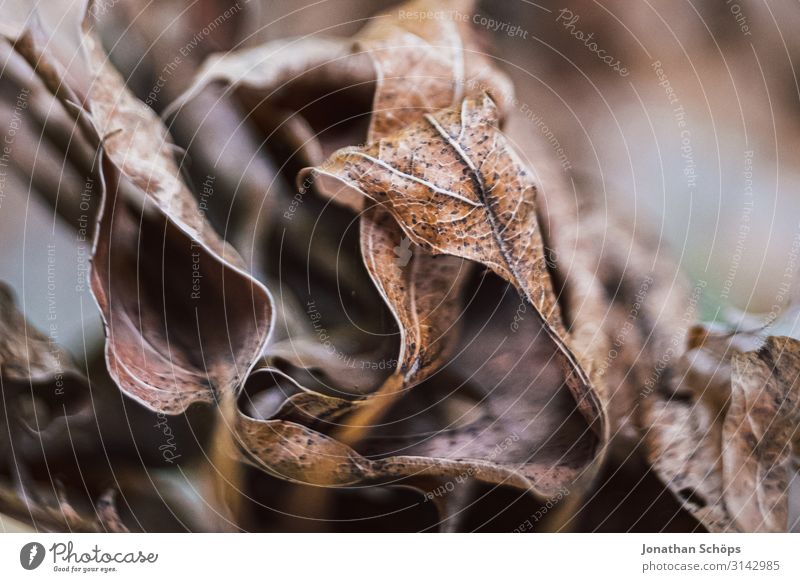 Macro of dried autumn leaves Nature Autumn Esthetic Sadness Concern Grief Lovesickness Reluctance Pain Disappointment Loneliness Exhaustion Guilty Shame Seasons