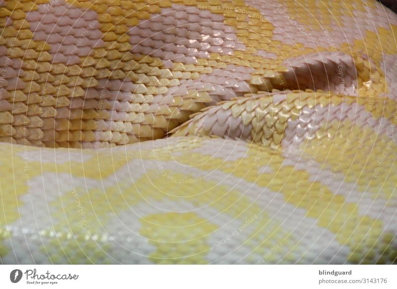 Snakes in Paradise Animal Wild animal Scales Zoo 1 Sleep Yellow Gray Pink White Reptiles Colour photo Interior shot Detail Deserted Artificial light Blur