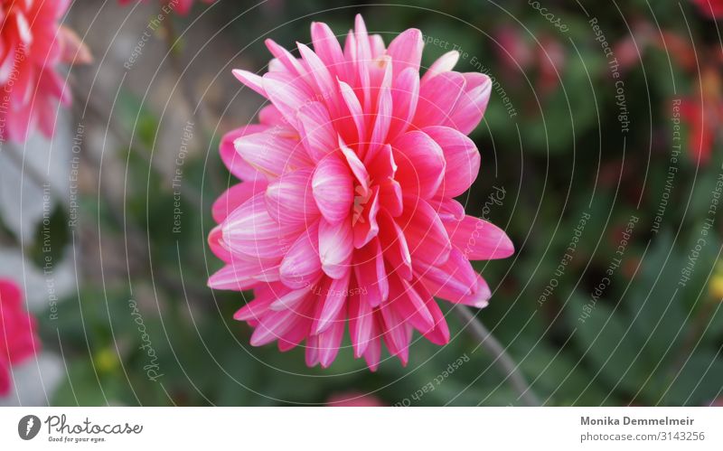 dahlia Environment Nature Plant Autumn Beautiful weather Flower Blossom Garden Park Meadow Village Pedestrian Observe Fragrance Natural Pink Moody Dahlia