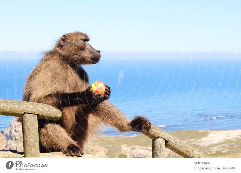 recommendation | an apple a day keeps the doctor away Animal portrait Sunlight Contrast Light Day Deserted Detail Close-up Exterior shot Colour photo Apple