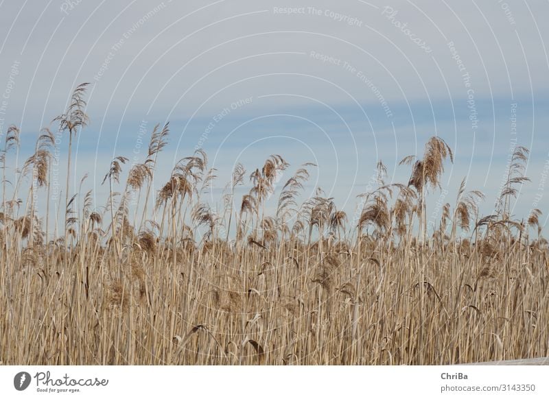 Federsee Reed Environment Nature Landscape Plant Elements Wild plant Forest Bog Marsh Blossoming Faded Natural Thin Blue Brown Gold Protection Sadness Grief