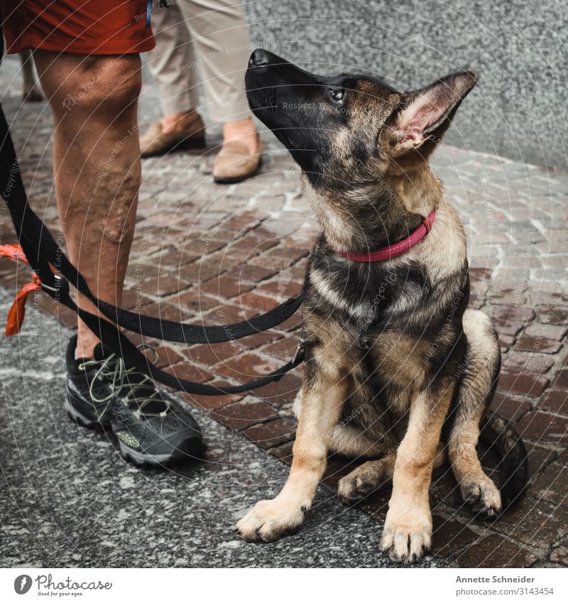 Shepherd puppy Animal Pet Dog 1 Brown Red Black dogs Colour photo Exterior shot Looking away