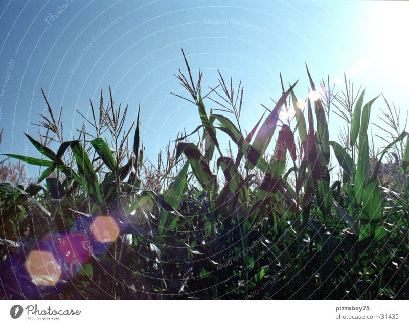 september Cornfield Field Summer September Maize field Sun Landscape Americas sunshine