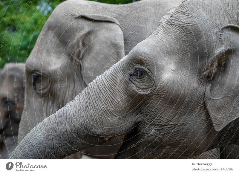 elephant heads Family & Relations Zoo Animal Gray Elephant colourless Herbivore Mammal unsaturated Hagenbeck zoo Hamburg Eyes Ear Trunk Colour photo Blur