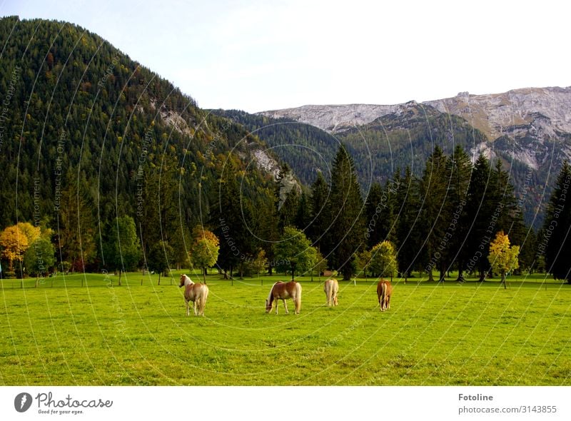 Hach vacation!!! Environment Nature Landscape Plant Animal Sky Autumn Tree Meadow Alps Mountain Farm animal Horse 4 Bright Natural Brown Gray Green Austria