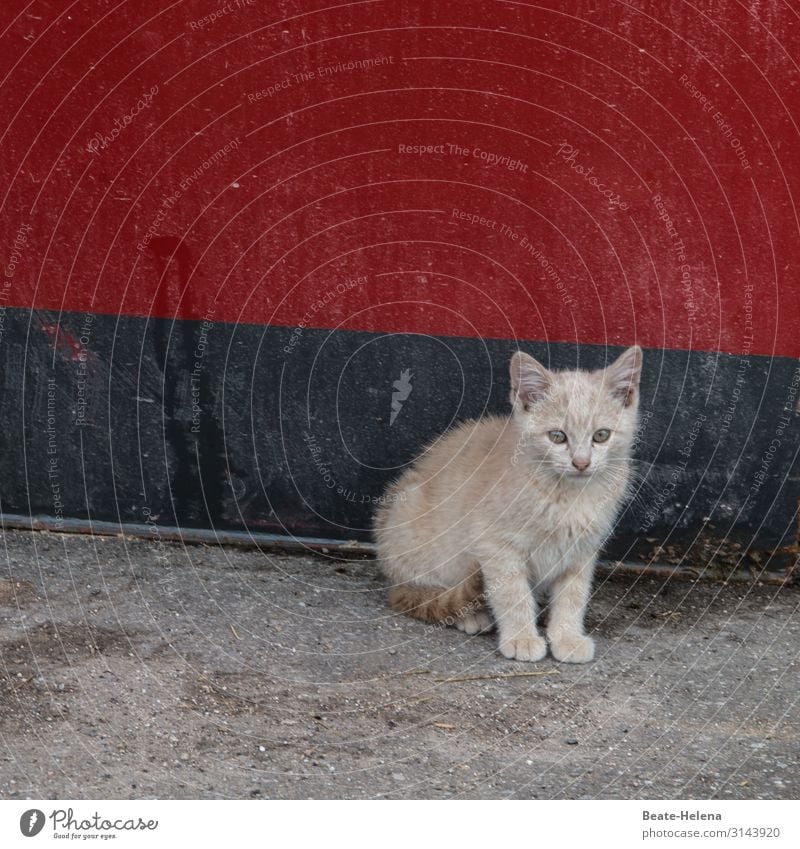 Search cozy corner and hospitality Parenting Baby Town Street Pet Cat Kitten Observe Sit Dream Sadness Wait Poverty Esthetic Friendliness Bright Beautiful