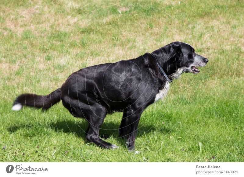 Wait, I've got to go ... Nature Grass Meadow Animal Pet Dog Diet Observe Think Relaxation To enjoy Cleaning Authentic Large Muscular Green Black Moody