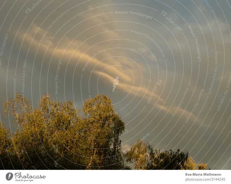 Hand Cloud Nature Air Sky Clouds Sunlight Autumn Weather Tree Infinity Gold Calm Dream Subdued colour Exterior shot Deserted Twilight