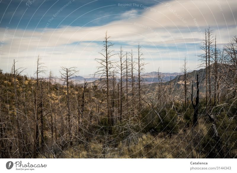 Gate wood, dead spruces in foreground, mountains appear on horizon Mountain Hiking Environment Landscape Plant Sky Clouds Horizon Winter Beautiful weather Tree