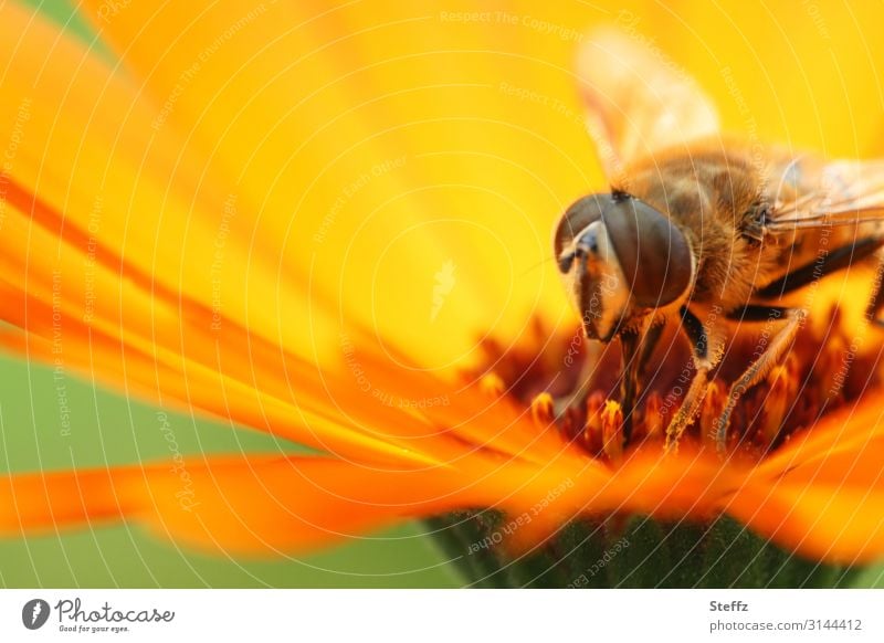 summer feeling Hover fly Marigold Summer feeling Summery Fly Compound eye orange flower Flower Blossom Summer's day Summer warmth Warm light Summer hue Sunlight