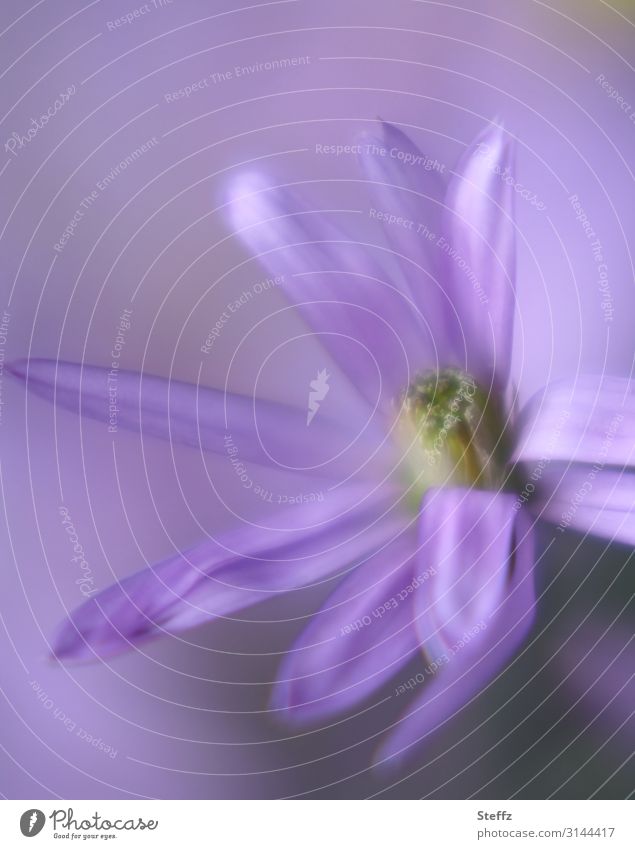 Purple Flower Mountain Aster Bergaster Aster amellus Blossom bee-friendly garden flower shrub blossom come into bloom September heyday Blossoming