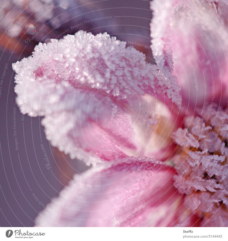 iced cosmea Cosmea Hoar frost Frost flowering cosmea bipinnata cold snap frosty Freeze Cold Frozen Cold shock Hoarfrost covered freezing cold Cosmos