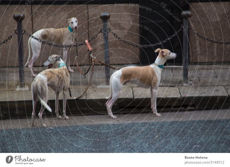 On Tokyo's streets Jogging Downtown Wall (barrier) Wall (building) Pedestrian Street Animal Dog Greyhound 3 Group of animals Movement Fitness Going Walking