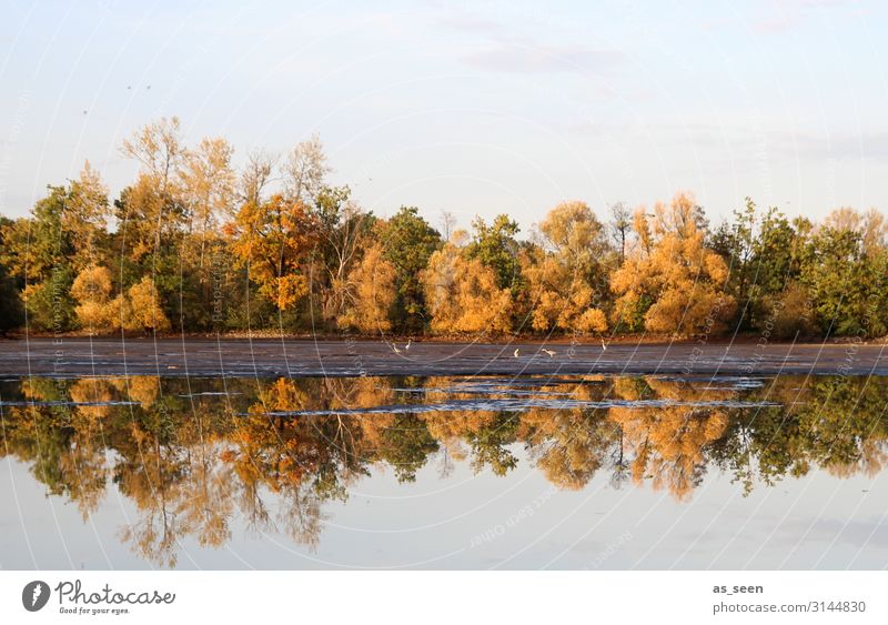 Autumn at the lake Senses Relaxation Calm Meditation Trip Environment Nature Landscape Plant Water Sky Tree Autumnal colours Autumn leaves Maple tree