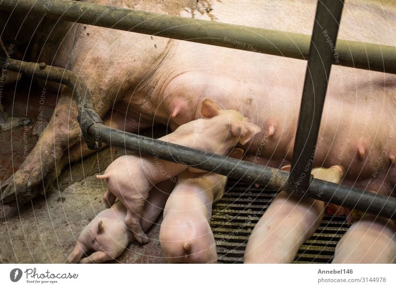 Mother pig locked in a cage with her piglets on a breeding farm Meat Factory Baby Adults Group Nature Animal Farm animal Feeding Sleep Growth Dirty Cute