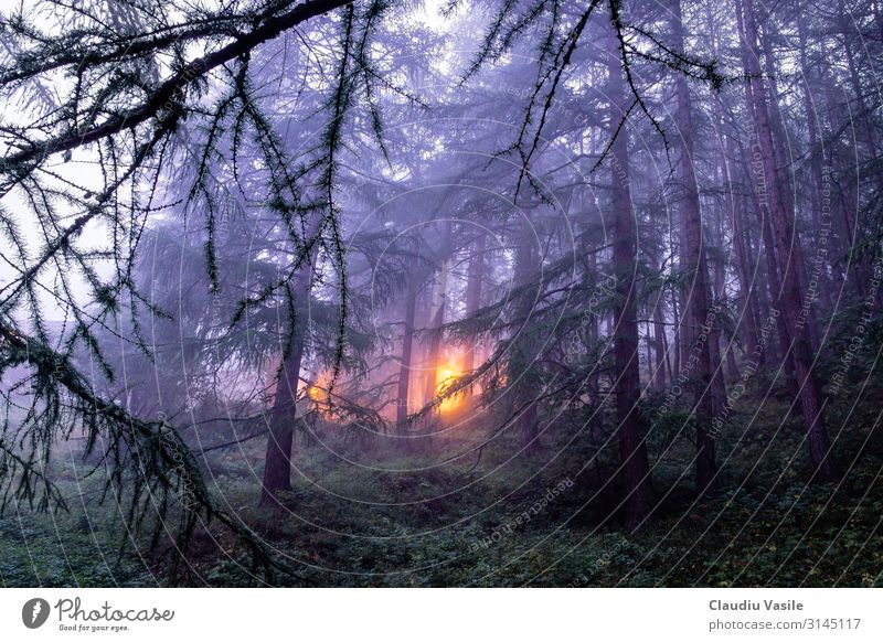 Foggy Forest with a light in the distance, Zermatt, Switzerland Vacation & Travel Tourism Trip Mountain Hiking Nature Landscape Plant Tree Alps Moody Fear