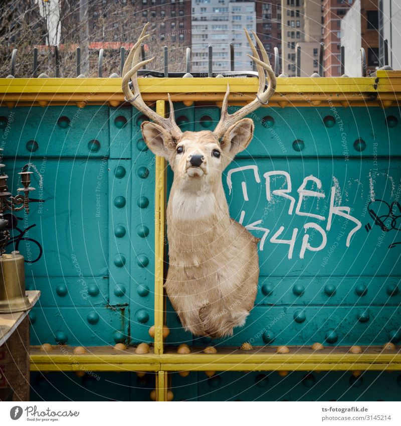 The last deer in New York Leisure and hobbies Vacation & Travel Tourism Sightseeing City trip Animal Wild animal Dead animal Deer Roe deer Antlers 1 Souvenir