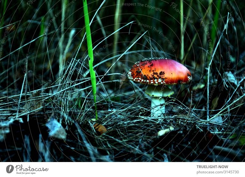 fly agaric Nature Plant Elements Earth Autumn Grass Wild plant Mushroom Amanita mushroom Forest Esthetic Eroticism Fantastic Happiness Fresh Glittering Thin