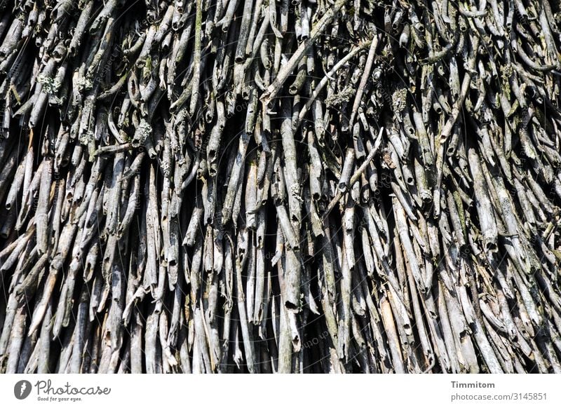 Reed on roof Vacation & Travel Denmark Hut Roof Simple Natural Brown Gray Black Emotions Marsh grass Reet roof Colour photo Exterior shot Deserted Day