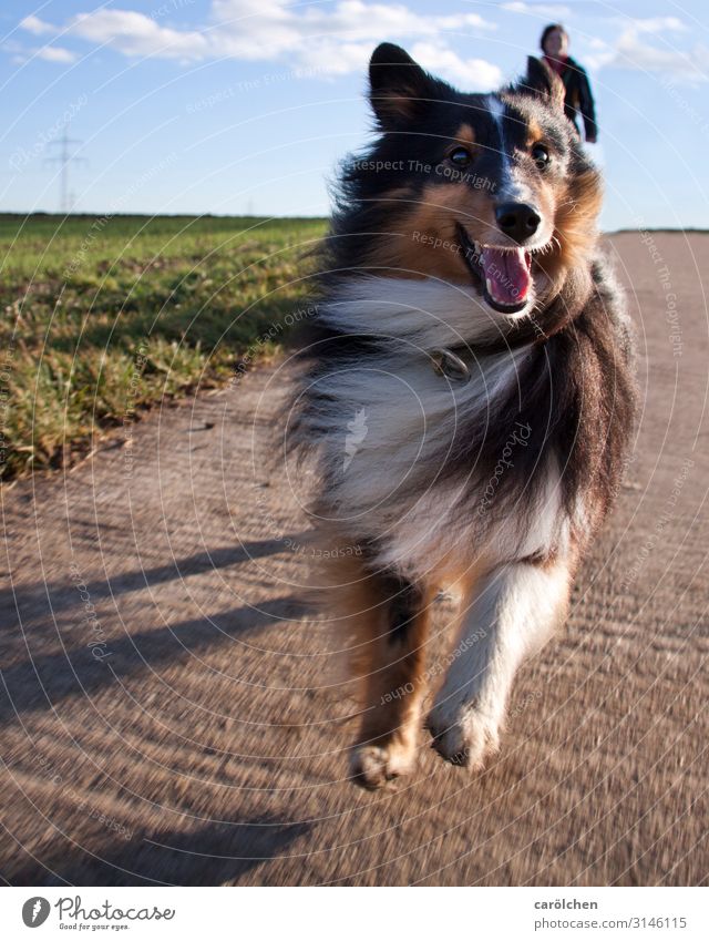 walk Pet Dog 1 Animal Jump small dog sheltie Joie de vivre (Vitality) Walk the dog Joy Running Puppydog eyes Colour photo Multicoloured Exterior shot