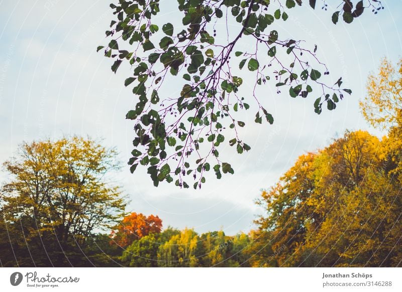 Branch rises into the sky before autumn forest Calm Nature Autumn Leaf Forest Yellow Attentive Transience Evening sun Seasons October Autumnal Multicoloured