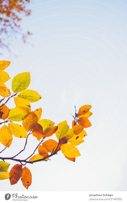 colourful autumn leaves tower up into the sky Calm Nature Autumn Leaf Forest Yellow Attentive Transience Evening sun Chemnitz Seasons October Autumnal