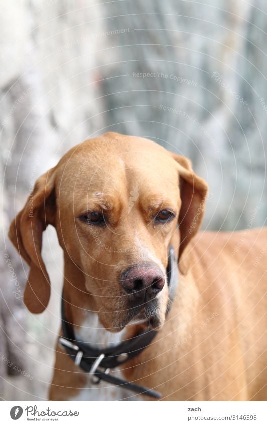 . Animal Pet Dog 1 Brown Gray Sadness Puppydog eyes Colour photo Exterior shot Deserted Copy Space top Day Animal portrait