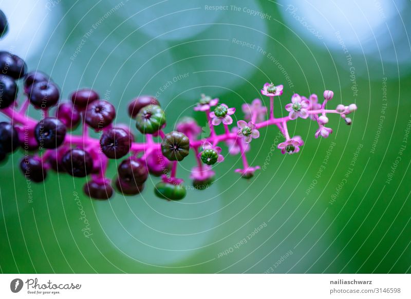 berries Berries Berry bushes venomously Autumn Forest green purple Nature Near bokeh already appetizing shrubby kermes berry Phytolacca americana Pokeweed peril