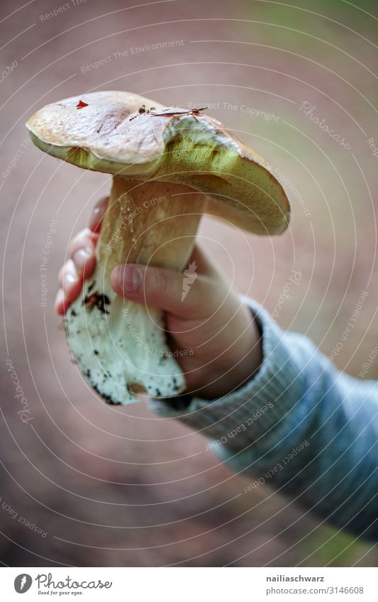 stone mushroom Mushroom picker Boletus Nutrition Organic produce Vegetarian diet Joy Trip Human being Child Boy (child) Hand 1 8 - 13 years Infancy Nature Plant