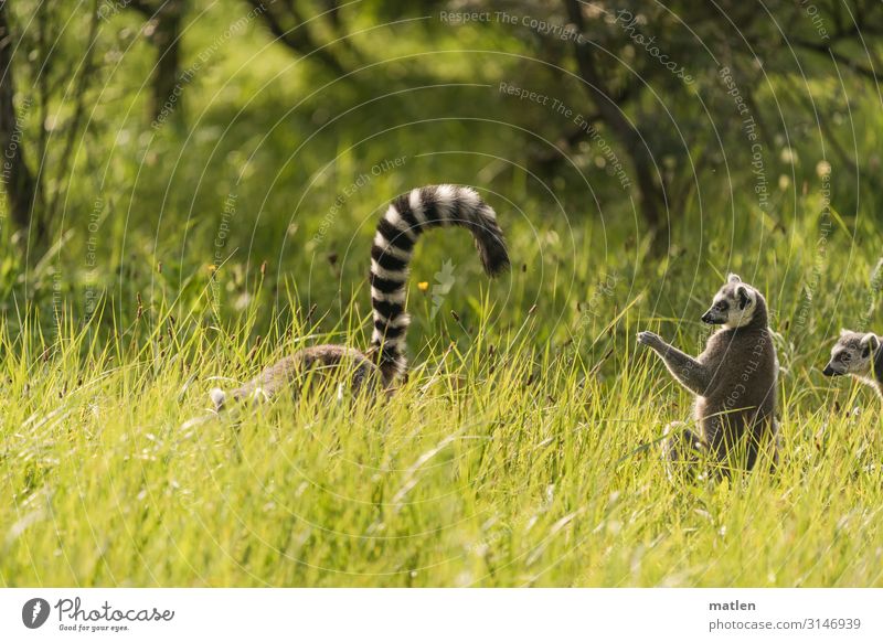 communication Lemurs Tails Meadow Pelt sunshine Deserted Mammal Nature Grass Interest