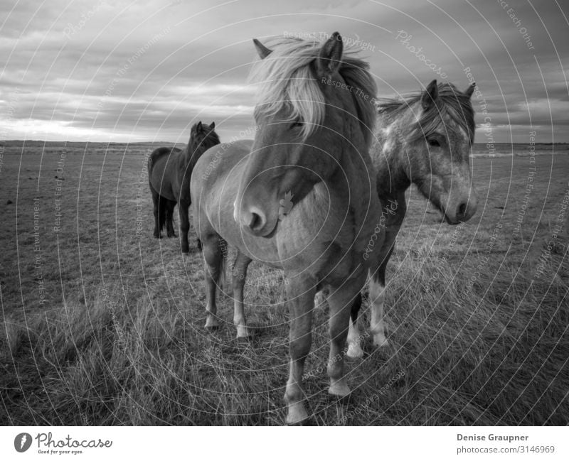 Icelandic horse in black and white photography Environment Nature Landscape Horse Looking Enthusiasm "Icelandic horse iceland Climate change," Monochrome animal