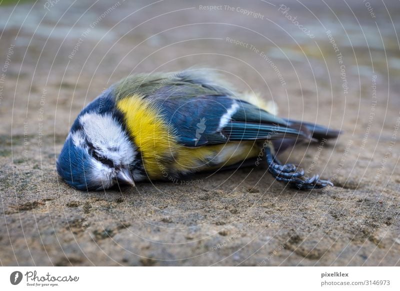 Dead Tit Illness Calm Environment Nature Animal Traffic accident Street Wild animal Dead animal Bird Tit mouse Passerine bird 1 Lie Sleep Sadness Town Blue