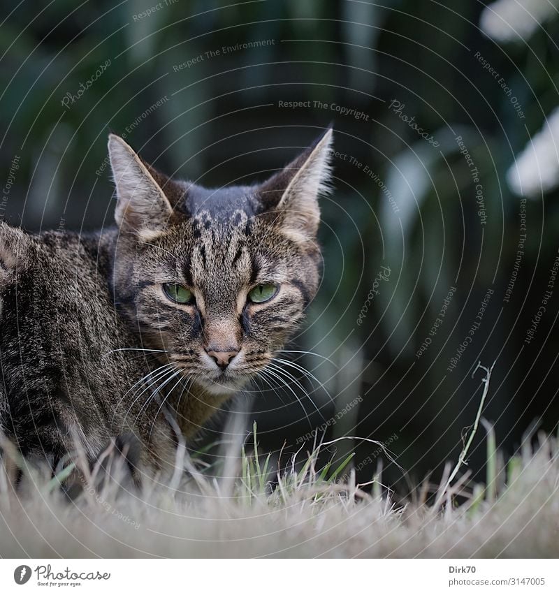 The tiger in the garden Garden Nature Summer Grass Bushes Buddleja Park Meadow Bremen Animal Pet Cat Tabby cat Tiger skin pattern Face to face 1 Hunting Lie