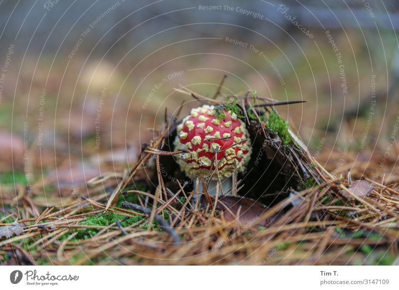 The fly agaric Environment Nature Landscape Plant Earth Autumn Moss Mushroom Amanita mushroom Brandenburg Woodground Colour photo Exterior shot Close-up