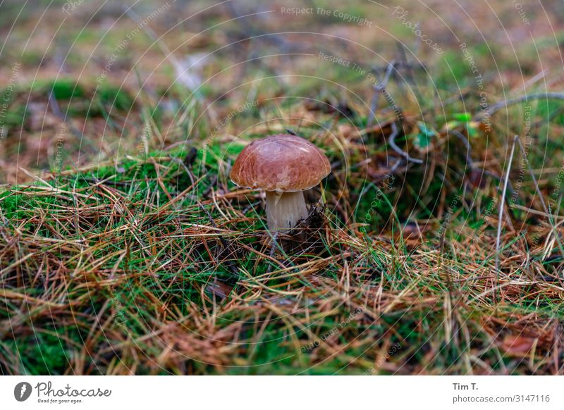 stone mushroom Environment Nature Landscape Plant Autumn Grass Mushroom cap Brandenburg Deserted Competent Boletus Forest Colour photo Exterior shot Morning Day