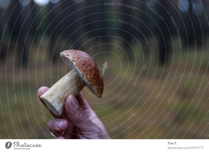 the porcini mushroom Environment Nature Landscape Plant Autumn Wild plant Boletus Forest Brandenburg Competent Mushroom cap Hand Retentive Mushroom picker