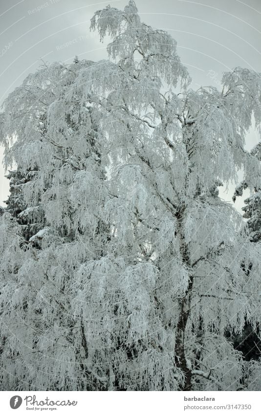 Icy winter tree Plant Elements Sky Winter Ice Frost Snow Tree Forest Freeze Stand Esthetic Cold Blue White Moody Bizarre Climate Nature Survive Environment