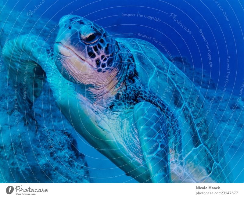 turtle Nature Water Wild animal 1 Animal Dive Blue Colour photo Exterior shot Detail Underwater photo Flash photo Animal portrait Forward