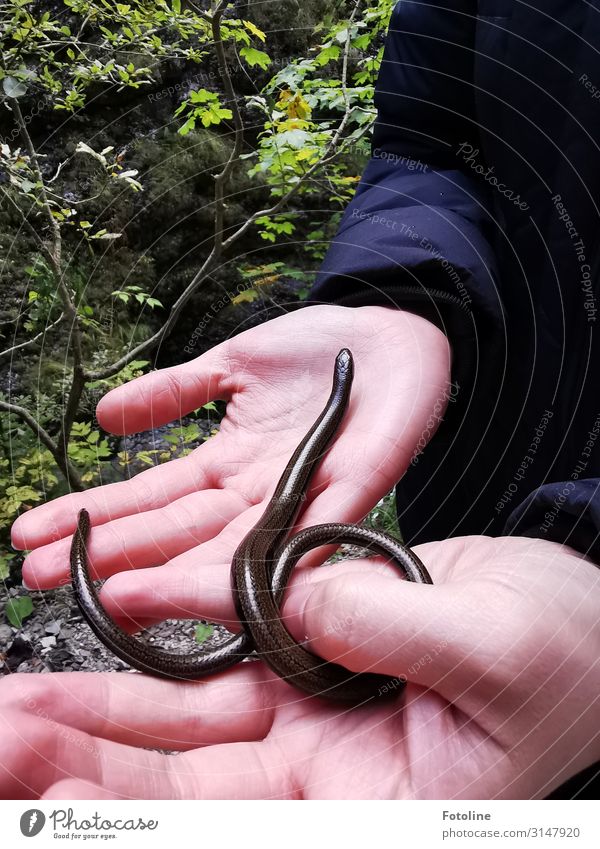 Slow-worm II Human being Girl Skin Hand Fingers 1 Environment Nature Plant Animal Autumn Bushes Wild animal Snake Free Near Natural Slow worm Crawl Wiggly line