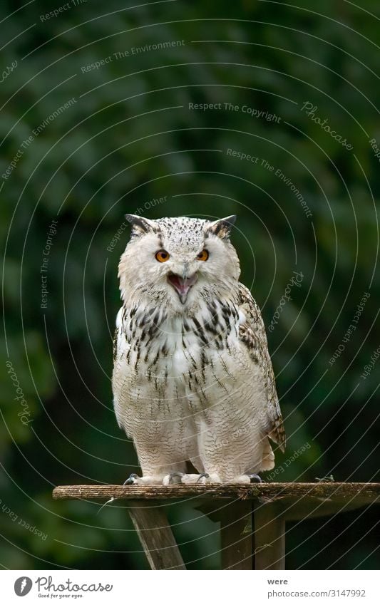 Owl is sitting on a board Nature Animal Wild animal Bird Owl birds 1 Aggression Soft Bubo scandiacus Falconer plumage prey Snowy owl bird of prey copy space