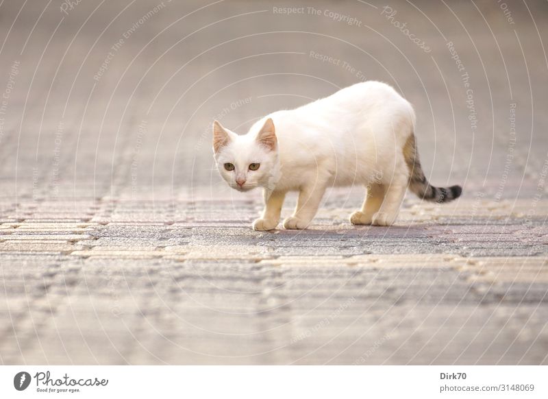 Shy kitten Summer Autumn Beautiful weather Warmth Chersonisos Limenas Chersonisou Crete Greece Village Street Paving stone Animal Pet Cat Prowl 1 Baby animal