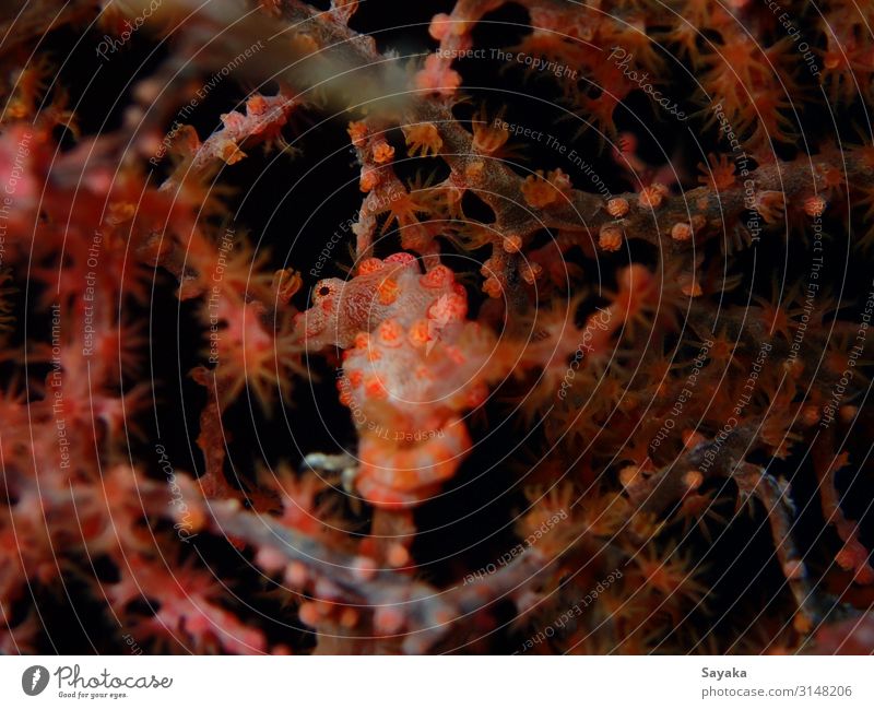 Pygmy seahorse photographed while diving in Tulamben, Indonesia. Aquarium pygmy seahorse sea fan Seahorse Dive Cool (slang) Authentic Exotic Beautiful Small