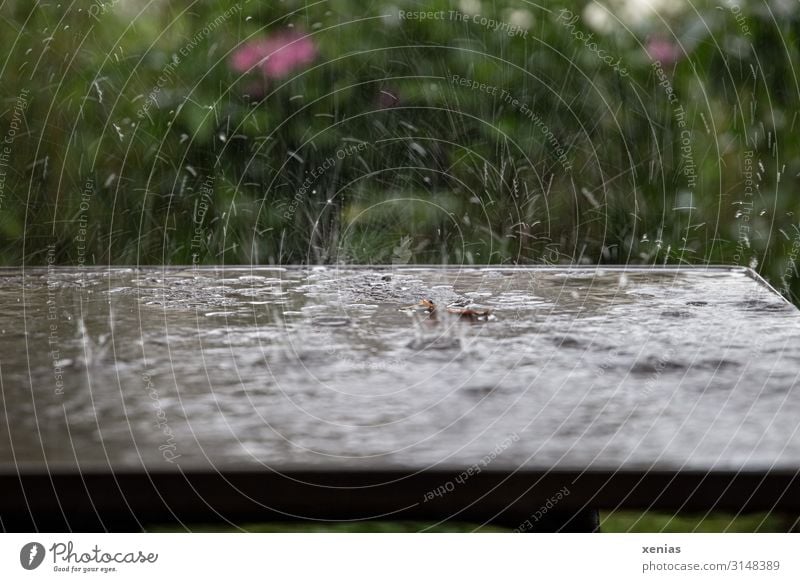 Table with raindrops in the garden Rain Garden Water Drops of water Spring Summer Climate Weather Bad weather Foliage plant Park Wet Brown Green Pink Inject