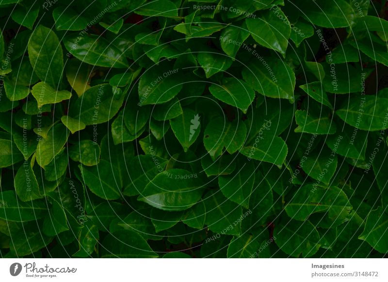 dark foliage Environment Nature Plant Tree Bushes Leaf Foliage plant Drops of water Background picture Wet Green Design Climate "dark green Foliage quality