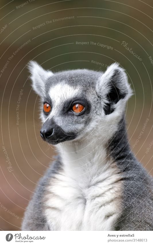 Portrait of a ring-tailed lemur (Lemur catta) Animal Mammal Madagascar Zoo Fur coat Cute Wild Gamefowl Ring Nature Ring-tailed Lemur Eyes Portrait photograph