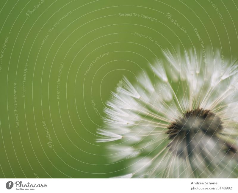 dandelion Nature Plant Summer Flower Blossom Garden Meadow Green Esthetic Colour photo Exterior shot Close-up Detail Macro (Extreme close-up) Copy Space left