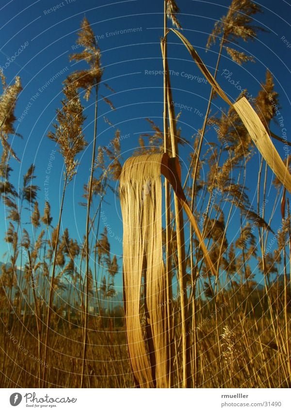 Reed on the outskirts II Common Reed Yellow Brown Plant Water Sky Blue Nature Macro (Extreme close-up)