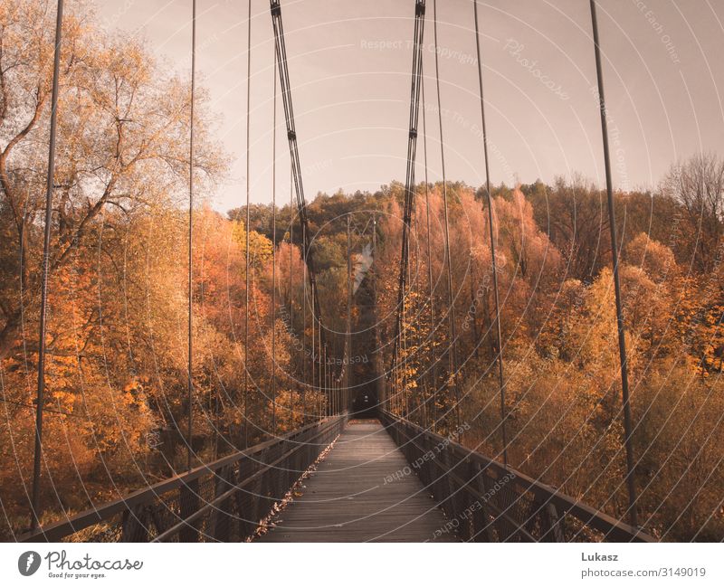 Autumn bridge Nature Weather Beautiful weather Tree Leaf Park Small Town Bridge Architecture Cool (slang) Bright Original Yellow Orange Colour Earth