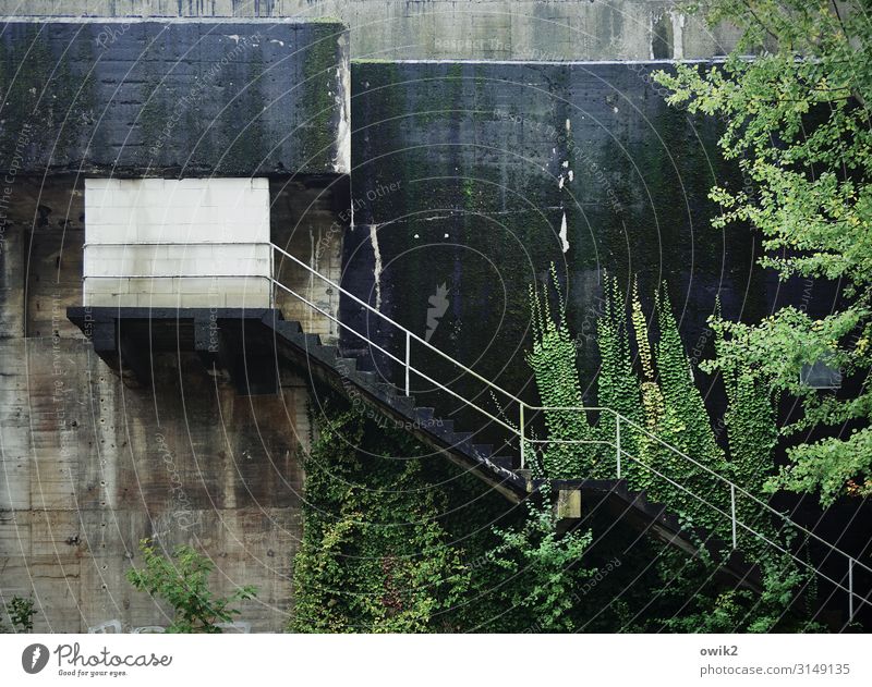 high bunker Tree Ivy Rostock Germany Manmade structures Flak tower Stairs Banister Wall (barrier) Wall (building) Concrete Metal Old Dark Sharp-edged Firm Large