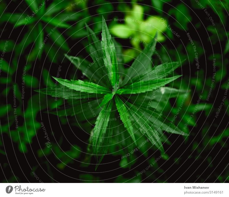 Nature Plant Grass Leaf Wild plant Sharp-edged Fresh Beautiful Rich Warmth Green Colour photo Multicoloured Close-up Detail Macro (Extreme close-up)